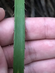 Eryngium paniculatum