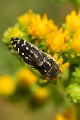 Acmaeodera bacchariphaga