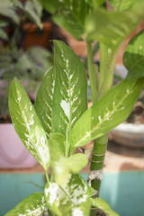 Aglaonema nitidum