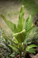 Aglaonema nitidum