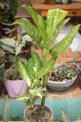 Aglaonema nitidum