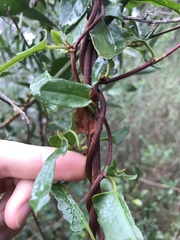 Muehlenbeckia hastulata fascicularis