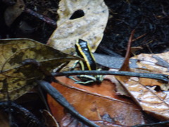 Dendrobates truncatus