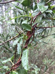 Muehlenbeckia hastulata fascicularis