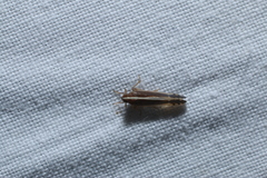 Stenocranus brunneus