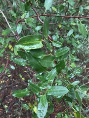 Muehlenbeckia hastulata fascicularis