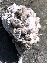 Amphibalanus subalbidus