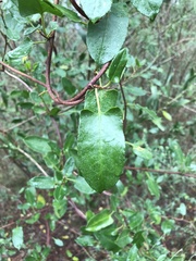 Muehlenbeckia hastulata fascicularis