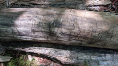 Dendroctonus rufipennis