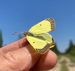 Colias gigantea
