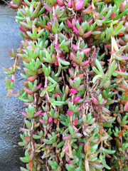 Disphyma crassifolium