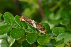 Papilio xuthus
