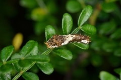 Papilio xuthus