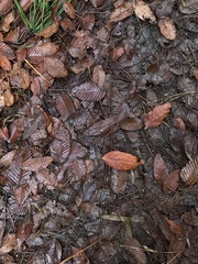 Nothofagus alpina