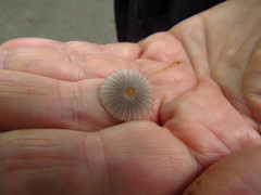 Parasola plicatilis image