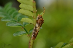 Papilio xuthus