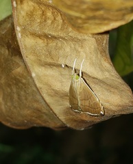 Trischistognatha pyrenealis