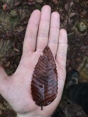 Nothofagus alpina