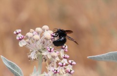 Xylocopa californica diamesa