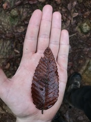 Nothofagus alpina