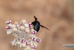 Xylocopa californica diamesa