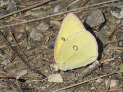 Colias interior