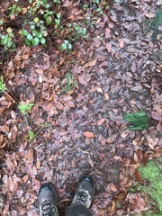 Nothofagus alpina