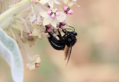 Xylocopa californica diamesa
