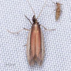 Tampa dimediatella