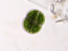 Cosmarium pseudoconnatum