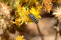 Acmaeodera bacchariphaga