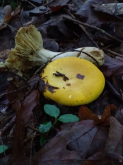Russula ochroleucoides
