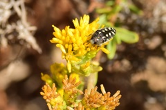 Acmaeodera bacchariphaga