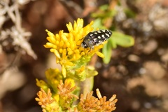 Acmaeodera bacchariphaga