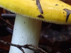 Russula ochroleucoides