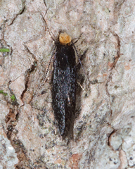 Doleromorpha porphyria