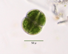 Cosmarium pseudoconnatum
