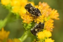 Acmaeodera bacchariphaga