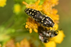 Acmaeodera bacchariphaga