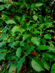 Metopium brownei