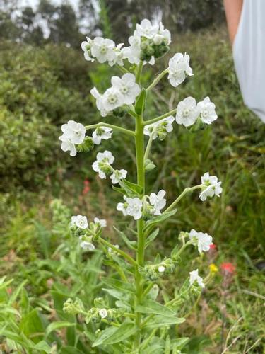 Cynoglossum amabile observed 2021-07-08