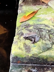 Sylvirana mortenseni