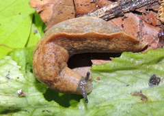 Tandonia sowerbyi