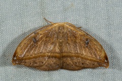 Callidrepana micacea