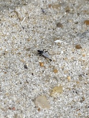 Chersodromia inusitata