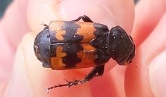 Nicrophorus investigator