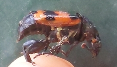 Nicrophorus investigator
