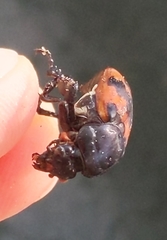 Nicrophorus investigator