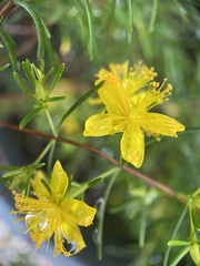 Hypericum lloydii