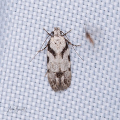 Pseudotelphusa palliderosacella